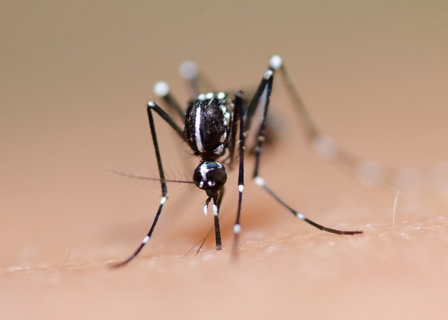 Mengenal Habitat dan Kebiasaan Nyamuk Demam Berdarah Agar Mudah Menanggulanginya - alodokter