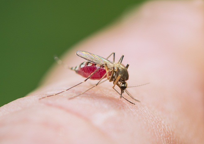 Trik Jitu Mengusir Nyamuk Tanpa Bahan Kimia - Alodokter