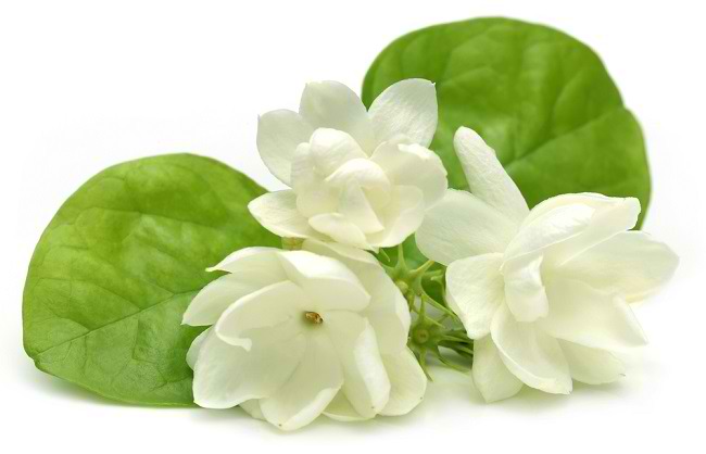 Memetik Manfaat Bunga Melati Bagi Kesehatan Dan Kecantikan Alodokter