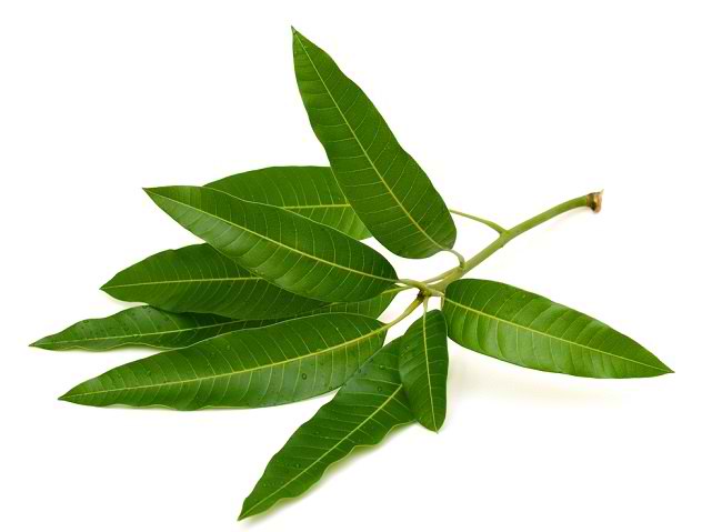 Manfaat daun mangga untuk asam urat