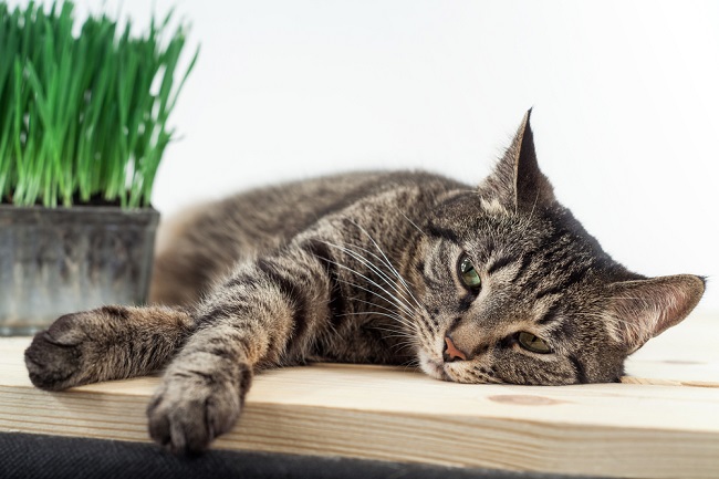 6 Ciri-Ciri Kucing Sakit yang Penting untuk Dikenali - Alodokter