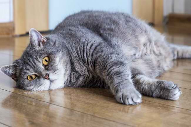 Obesitas pada Kucing, Penyebab dan Komplikasinya - Alodokter