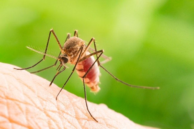 Demam Dengue - Alodokter