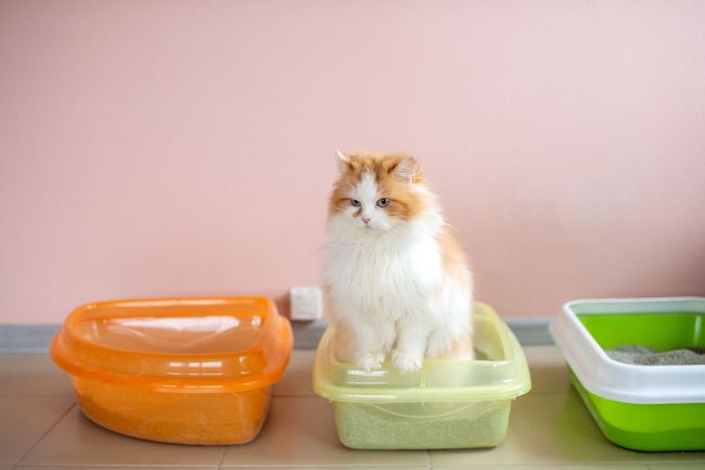 7 Obat Diare Kucing yang Ampuh dan Aman - Alodokter